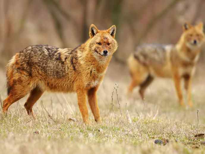 犬科：犬亚科犬属之金豺、黑背豺（胡狼类）