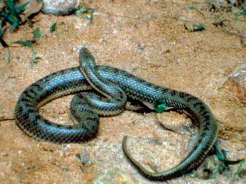 龙：传说的兽原型探秘（水蛇类）