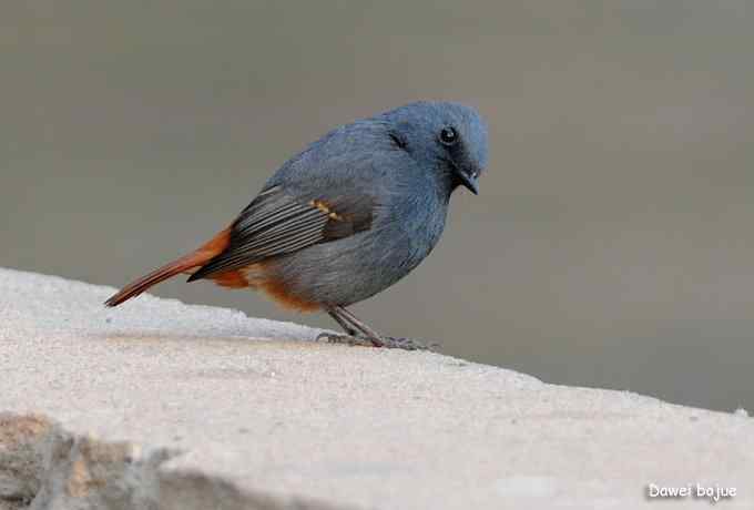 翩然红翅和十渡的那些鸟