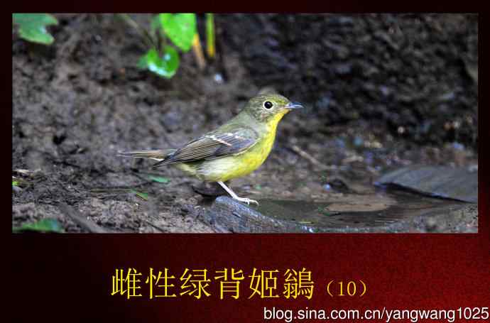 北京天坛公园的鸟类——雌性绿背姬鶲(10)