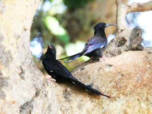 家禽驯化之源之二十三