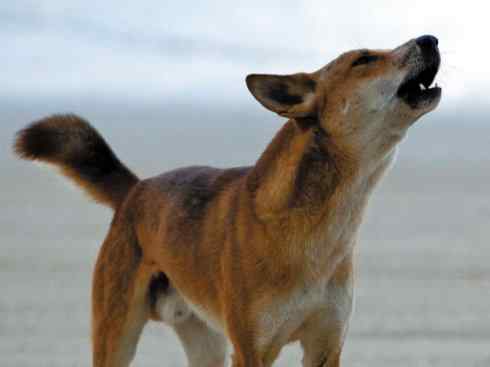 犬科:犬亚科犬属之澳洲野犬、歌唱犬、家犬