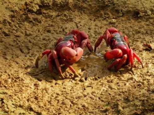 自然奇观:动物大迁徙(红蟹) 自然奇观:动物大迁徙(红蟹)