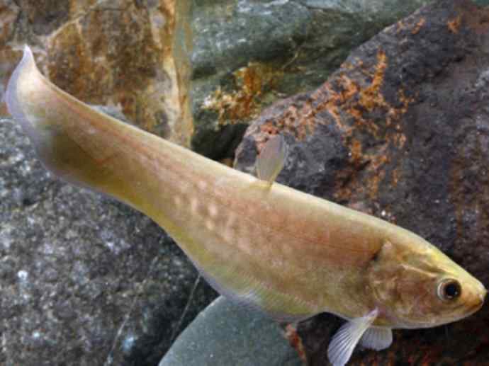 鱼类活化石：铠甲弓背鱼