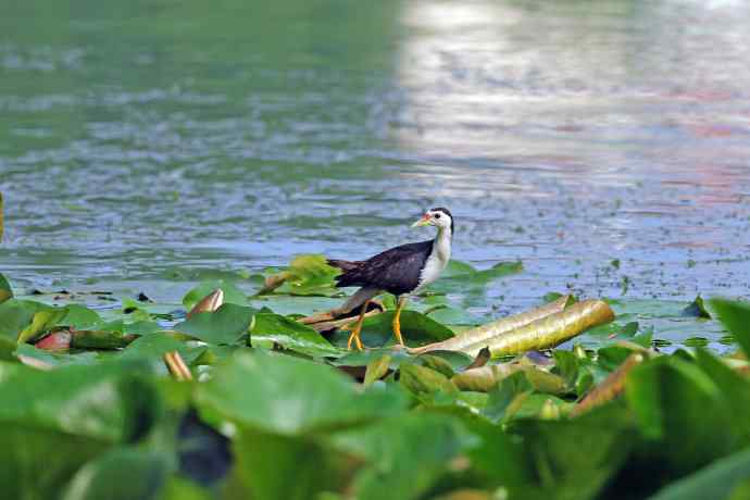 白胸苦恶鸟(2) 白胸苦恶鸟(2)