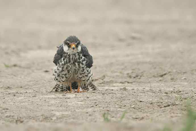 晨曲（摄于康西草原）