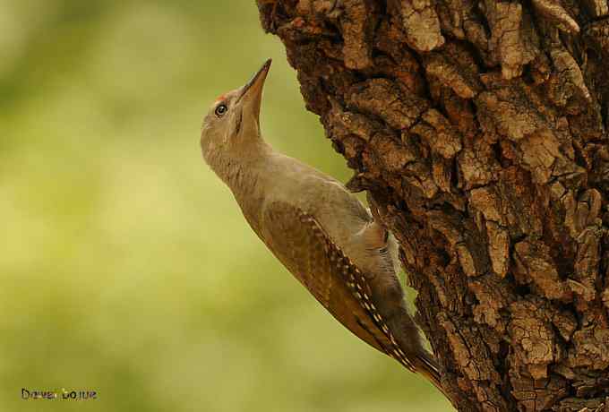 植物园:紫背.白眉和绿啄 植物园:紫背.白眉和绿啄
