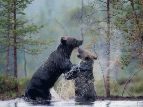 十大喜食蜂蜜动物：棕熊