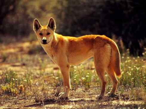 犬科：犬亚科犬属之澳洲野犬、歌唱犬、家犬