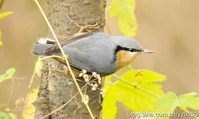 漂亮的跳跃精灵鈥斺斃醺锅[（组图）