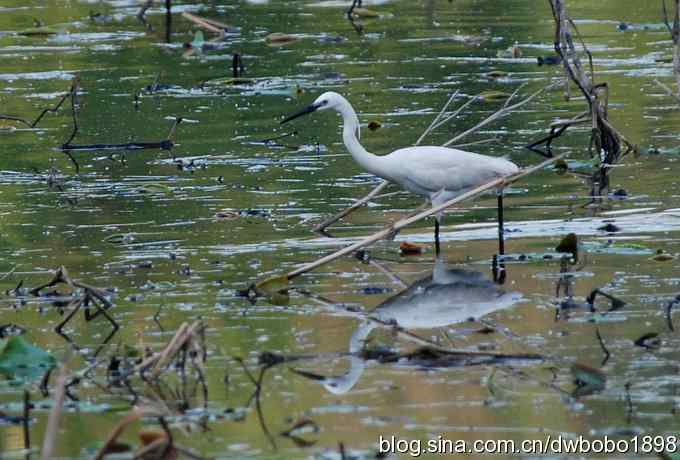 小白鹭黄昏捕鱼 小白鹭黄昏捕鱼