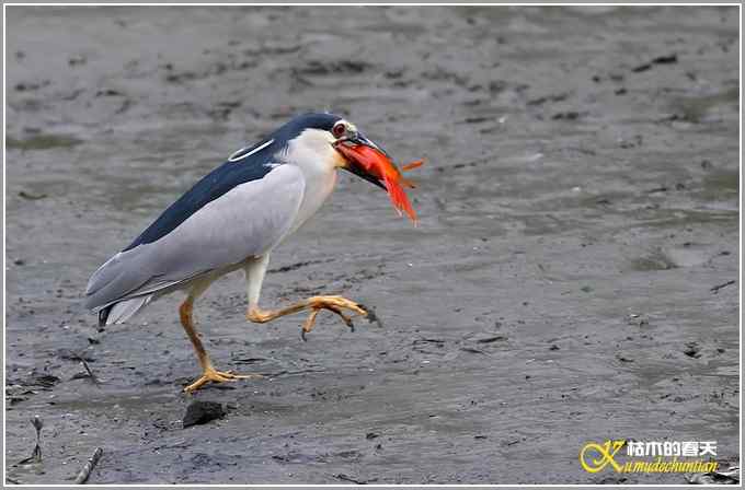 夜鹭的早餐【照片】