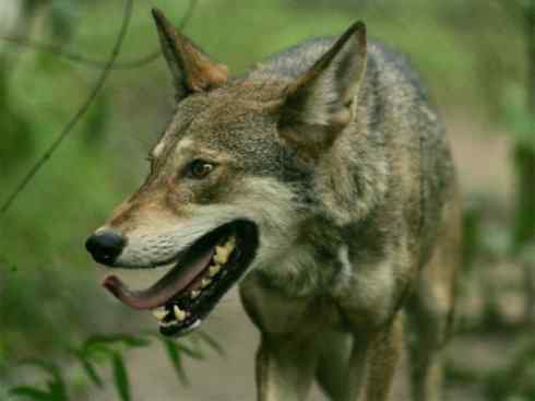 犬科:犬亚科犬属之郊狼、红狼 犬科:犬亚科犬属之郊狼、红狼