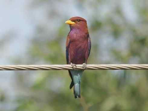 绝色攀禽：佛法僧目之三宝鸟