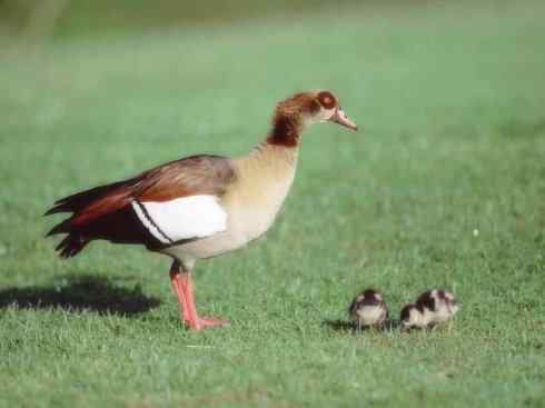 白头鸟系列：另类的美丽（斑胁草雁）