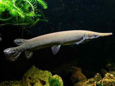 鱼类活化石:鳄雀鳝 鱼类活化石:鳄雀鳝