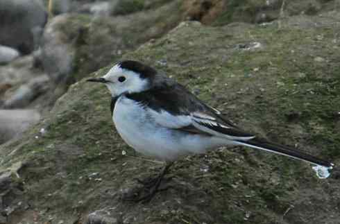 又见白鹡鸰.可爱而有趣(永定河湿地)