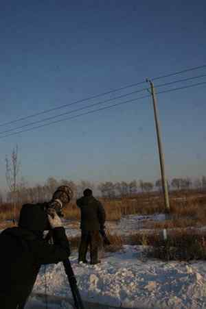 大庆猛鸮的生物链