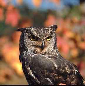 猫头鹰之鹰鸮 Brown Hawk Owl