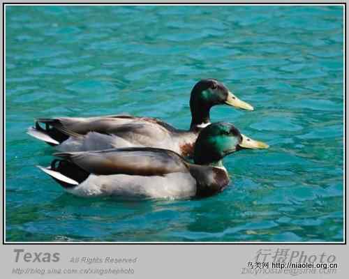 德克萨斯州的笨鸭子
