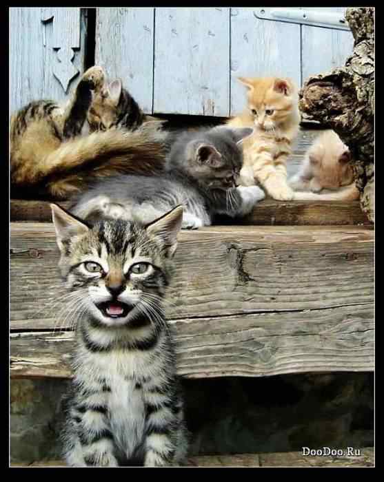 动物世界图片(上)