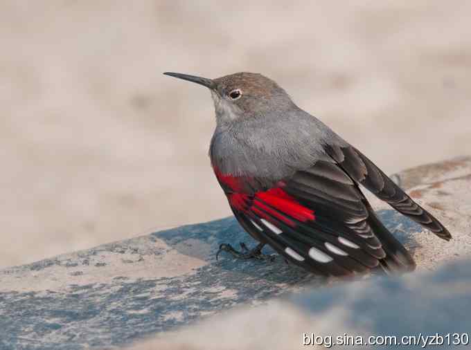 终于成功偷拍京城明星（组图，12张图片）