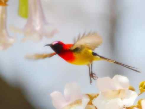 美丽无罪：雀鸟之太阳鸟