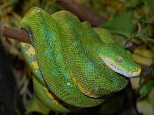 龙:传说的兽原型探秘(树蟒类) 龙:传说的兽原型探秘(树蟒类)