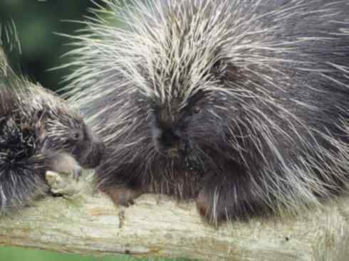 动物世界：山寨还是原创之二