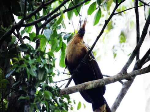 猎奇：十大奇异鸟类之三