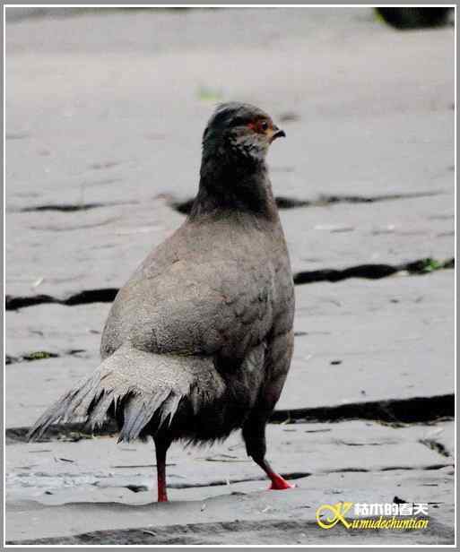 烟雨朦朦的瓦屋高原(瓦屋山系列二)【照片】 烟雨朦朦的瓦屋高原(瓦屋山系列二)【照片】