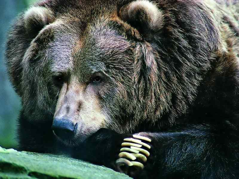 好看的动物图片(4) 好看的动物图片(4)