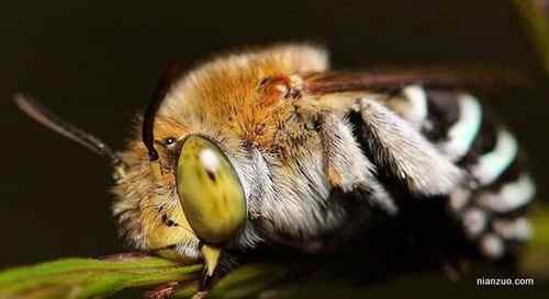 [组图]欣赏动物的眼睛