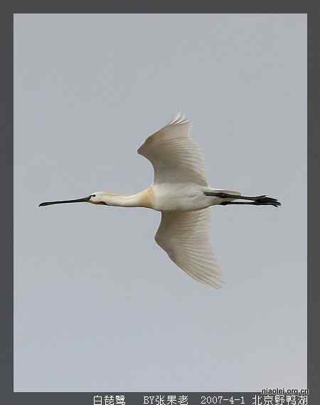 北京野鸭湖观鸟