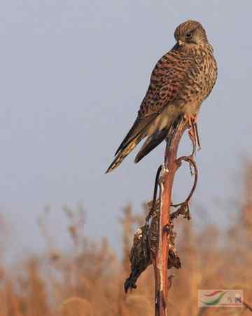 林甸草原上的阿穆尔隼 林甸草原上的阿穆尔隼