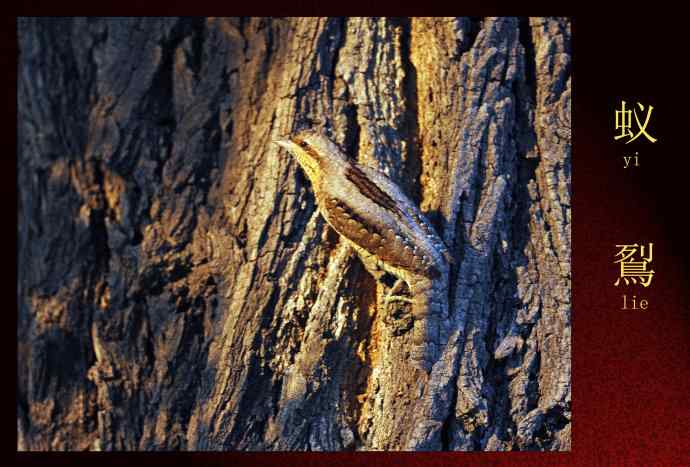 北京天坛公园的鸟类——蚁鴷