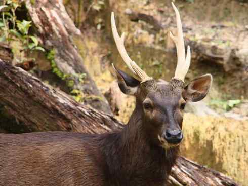 麒麟:传说的兽原型探秘(梅花鹿) 麒麟:传说的兽原型探秘(梅花鹿)