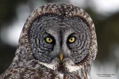 猫头鹰乌林鸮的”雷达系统”