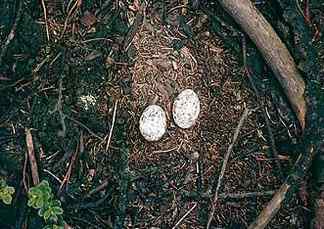 植物园的夜鹰 Grey Nightjar