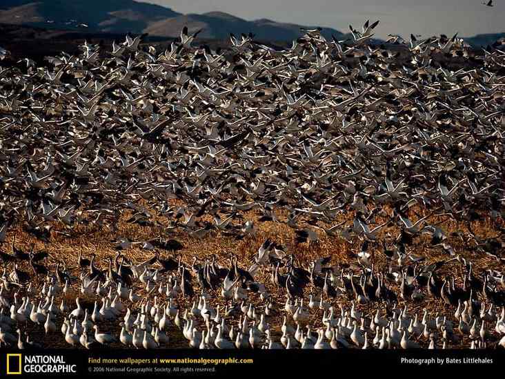 美国国家地理经典鸟类摄影图片精选 美国国家地理经典鸟类摄影图片精选