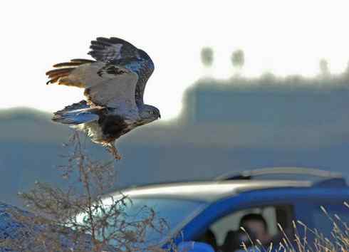 观鸟摄影之趣——人与鵟