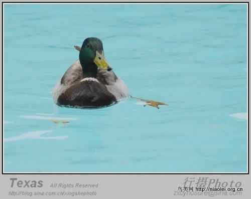 德克萨斯州的笨鸭子