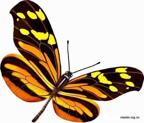 17种最美丽的蝴蝶