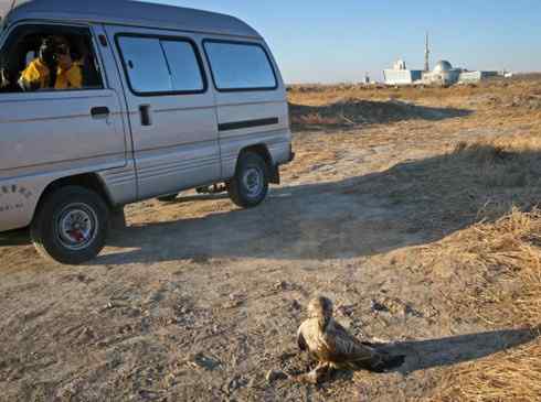 观鸟摄影之趣——人与鵟
