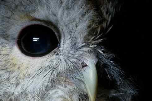 各种猫头鹰的面盘 各种猫头鹰的面盘