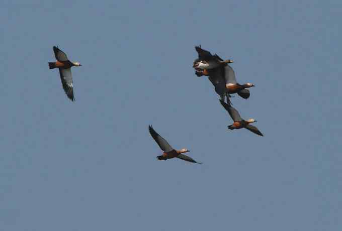 小白鹭现身京西永定河湿地