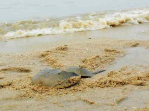 自然奇观：动物大迁徙(鲎)