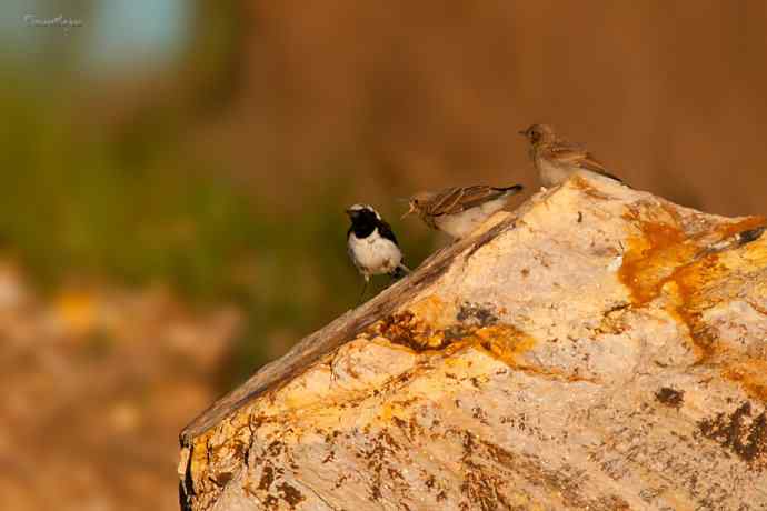 白顶鵖育雏 白顶鵖育雏