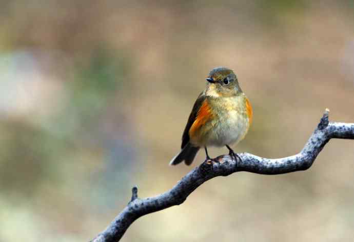 雌性红胁蓝尾鸲（11）