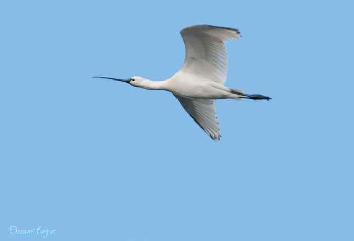 沙河邂逅白琵鹭和翘鼻麻鸭